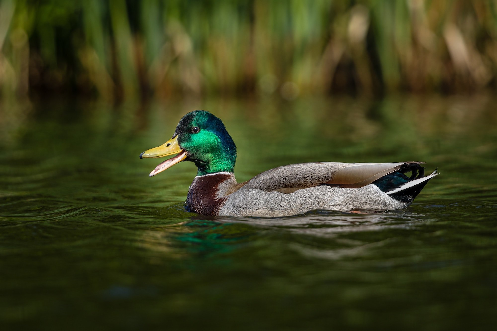 Duck on a Pond